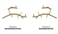 drzewo BRANCH